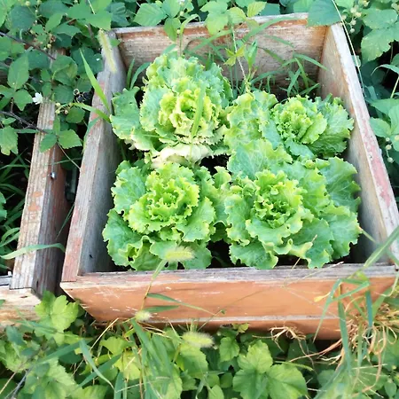 4noci Daire Kostanjevica na Krasu